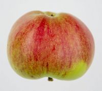 Maglemer æble
